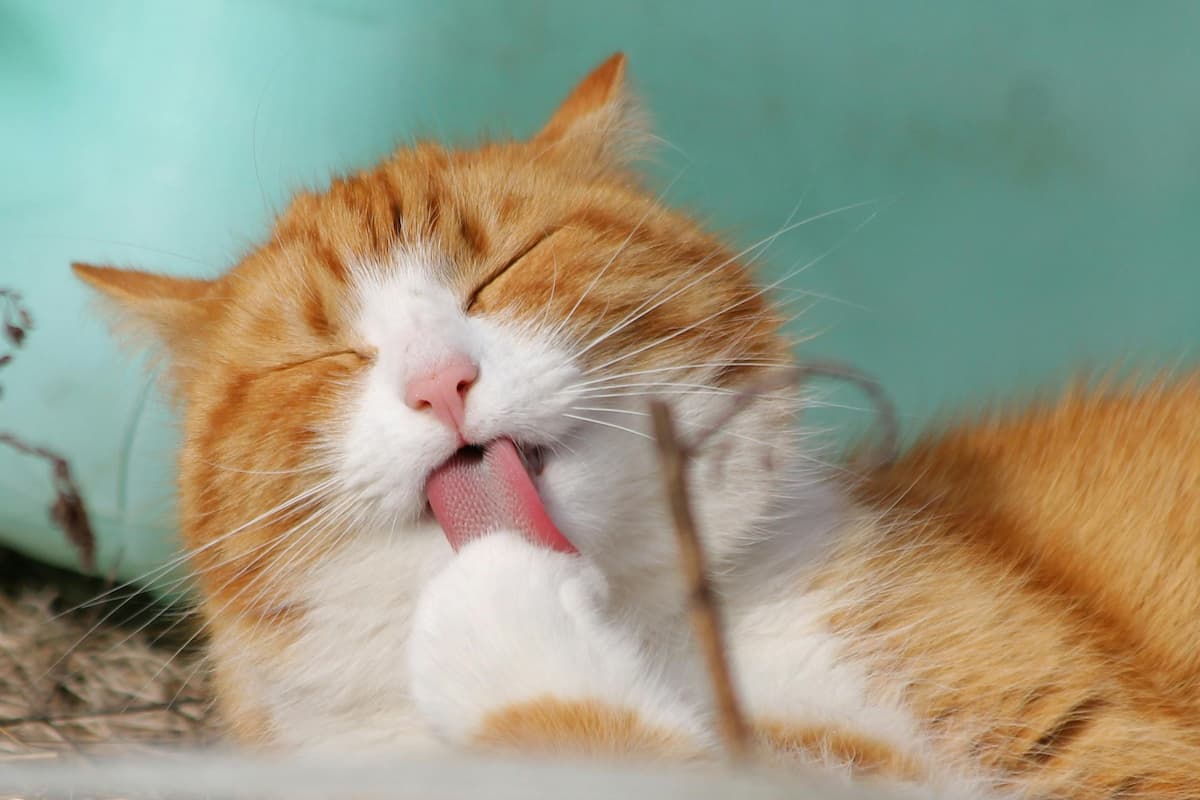Cat licking paw