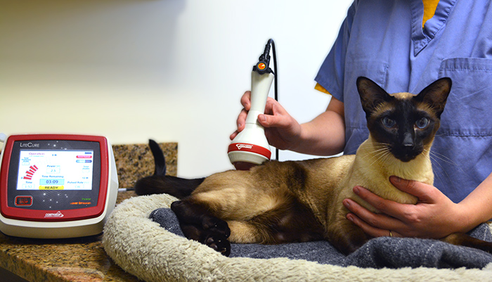 Class IV Laser Therapy - Cats Only Veterinary Hospital, Veterinarian in Norristown, PA