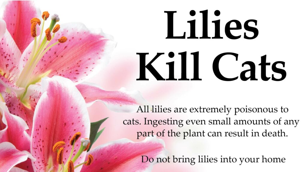 Lilies Kill Cats Cats Only Veterinary Hospital