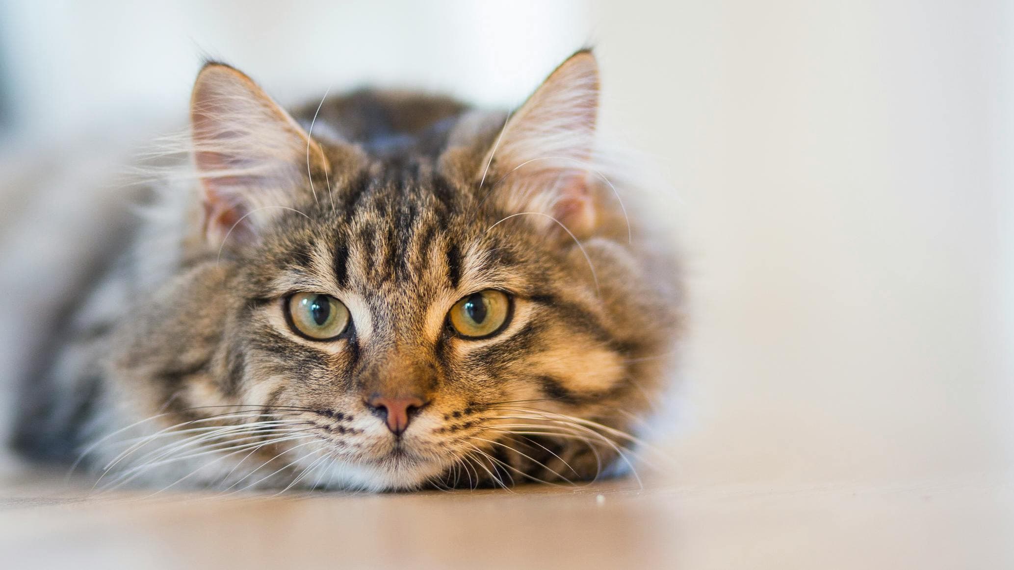 Young, happy cat laying down