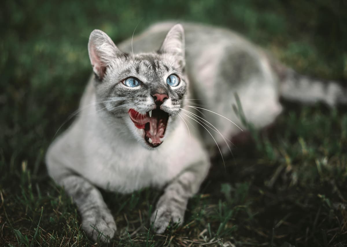 Debunking Common Myths: The Truth About Your Pet’s Dental Health